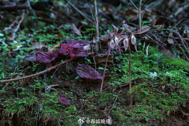 春城晚报