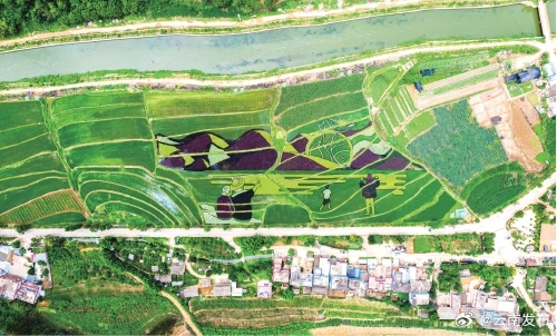 云南温泉小镇里的稻田画美绝了