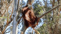 云南野生动物园