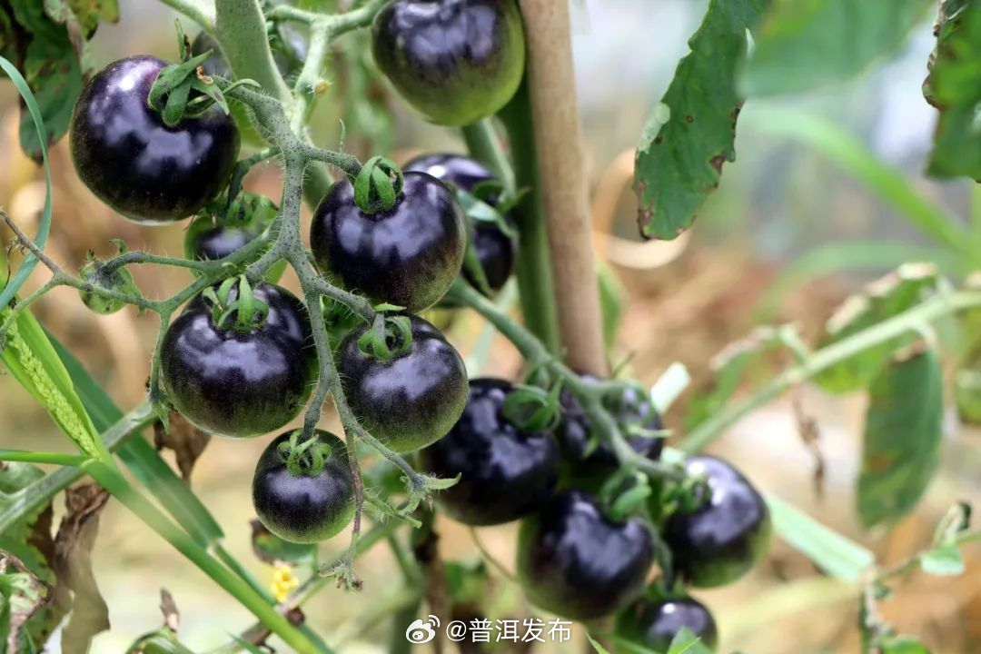 普洱发布