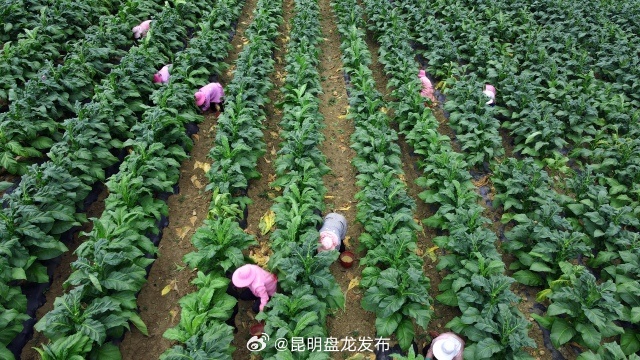 昆明盘龙发布