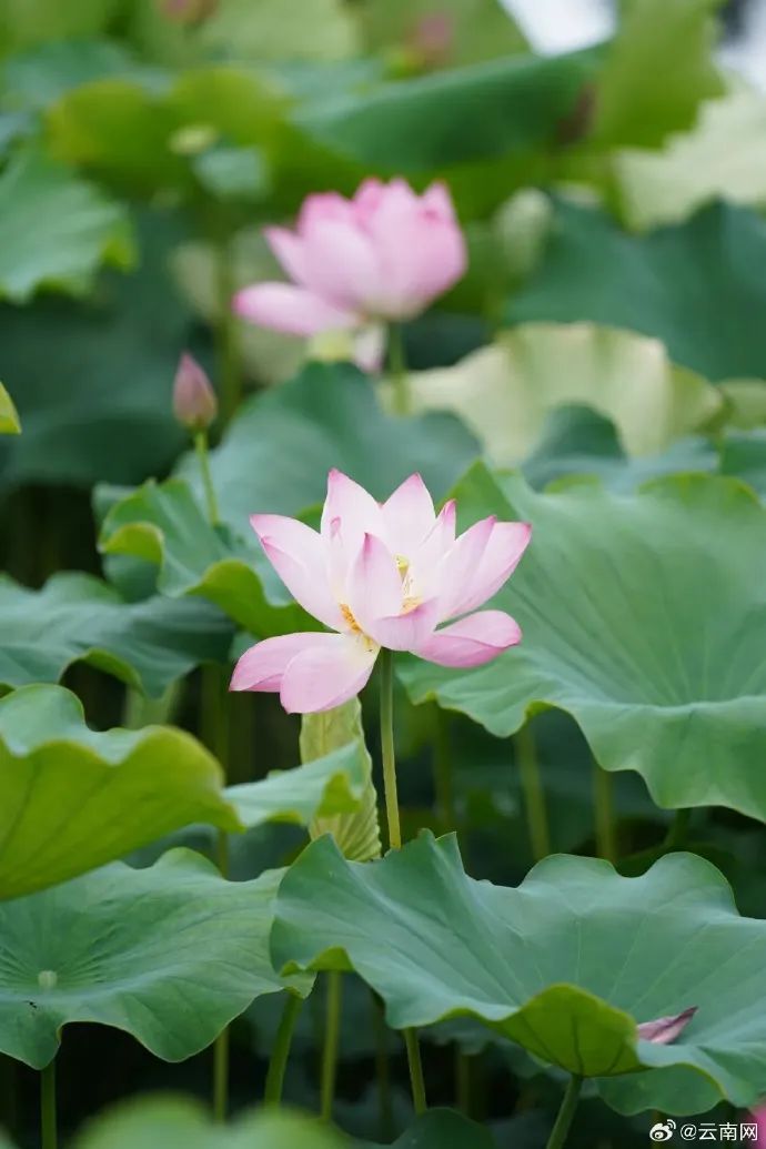 云南省文化和旅游厅