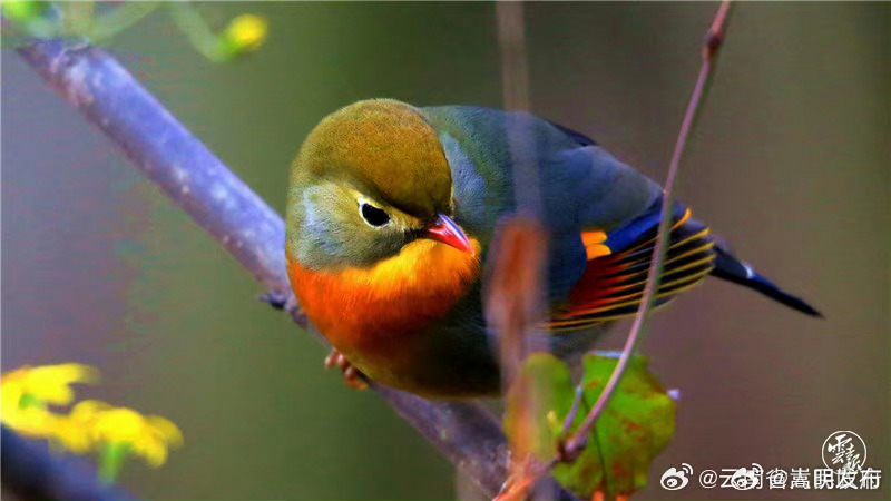 嵩明发布