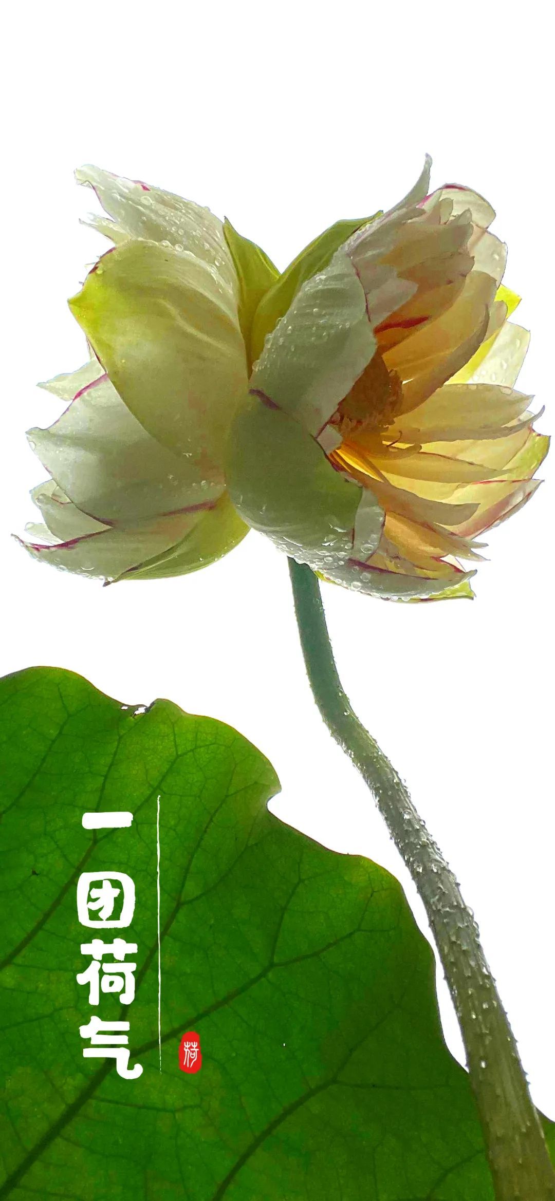 云南省文化和旅游厅