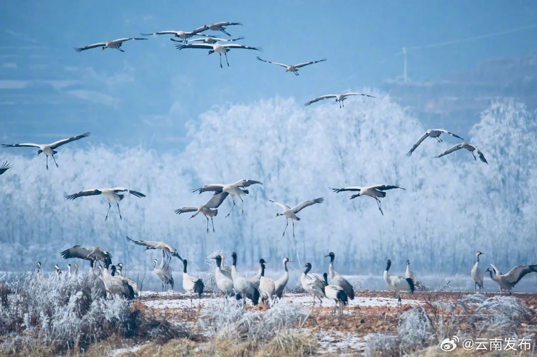 黑颈鹤在曲靖会泽“画”出唯美水墨画