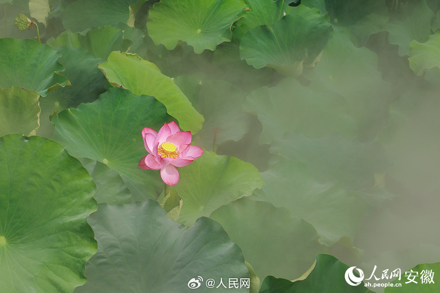 人民网