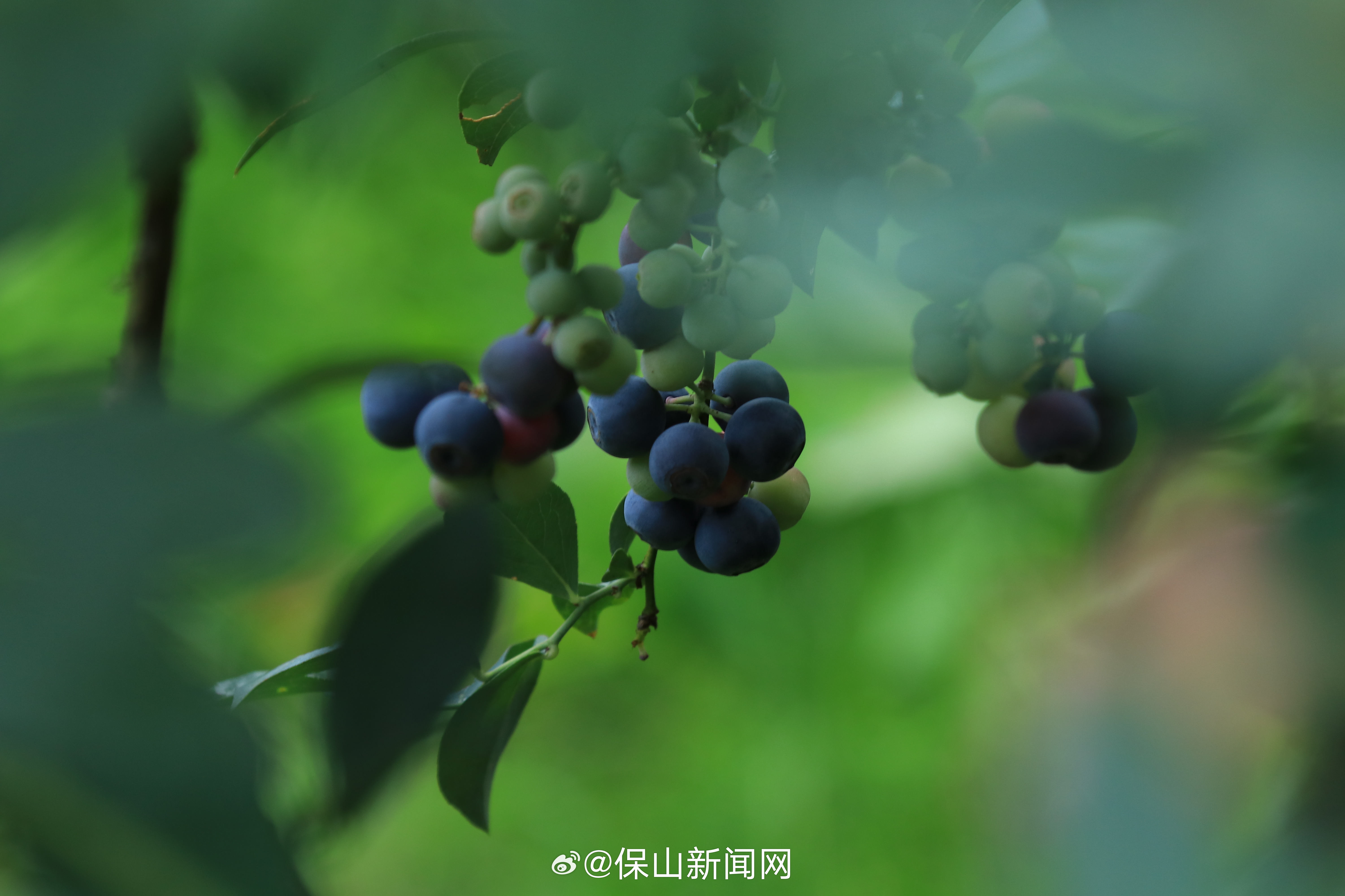 保山新闻网
