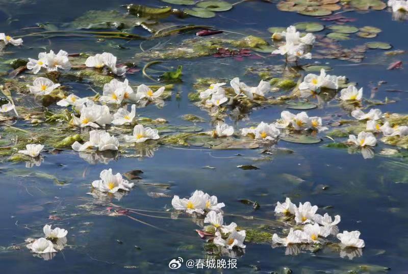春城晚报