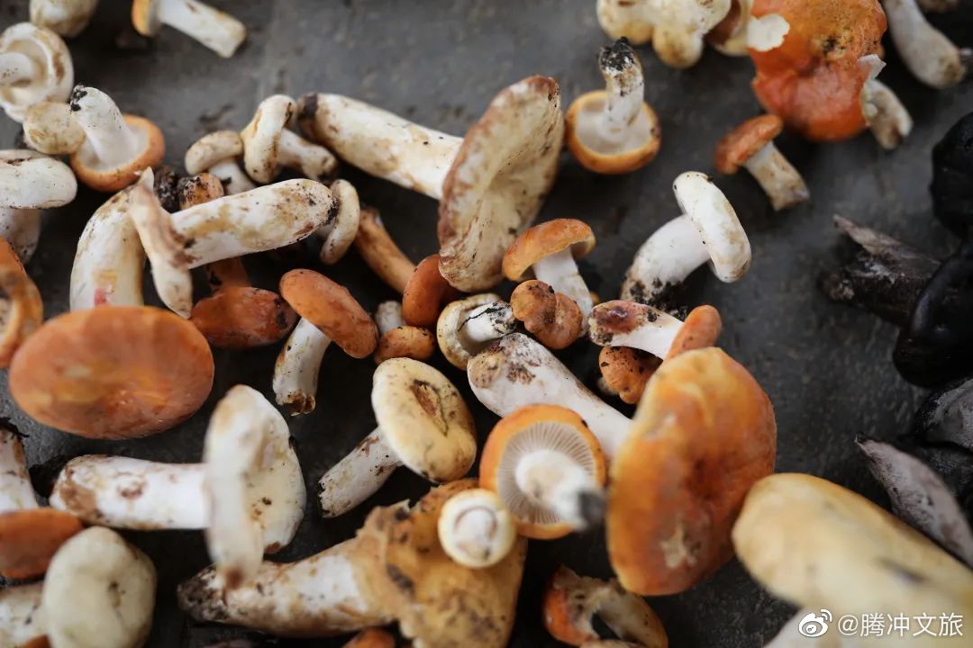 腾冲野生菌佳丽排行——奶浆菌