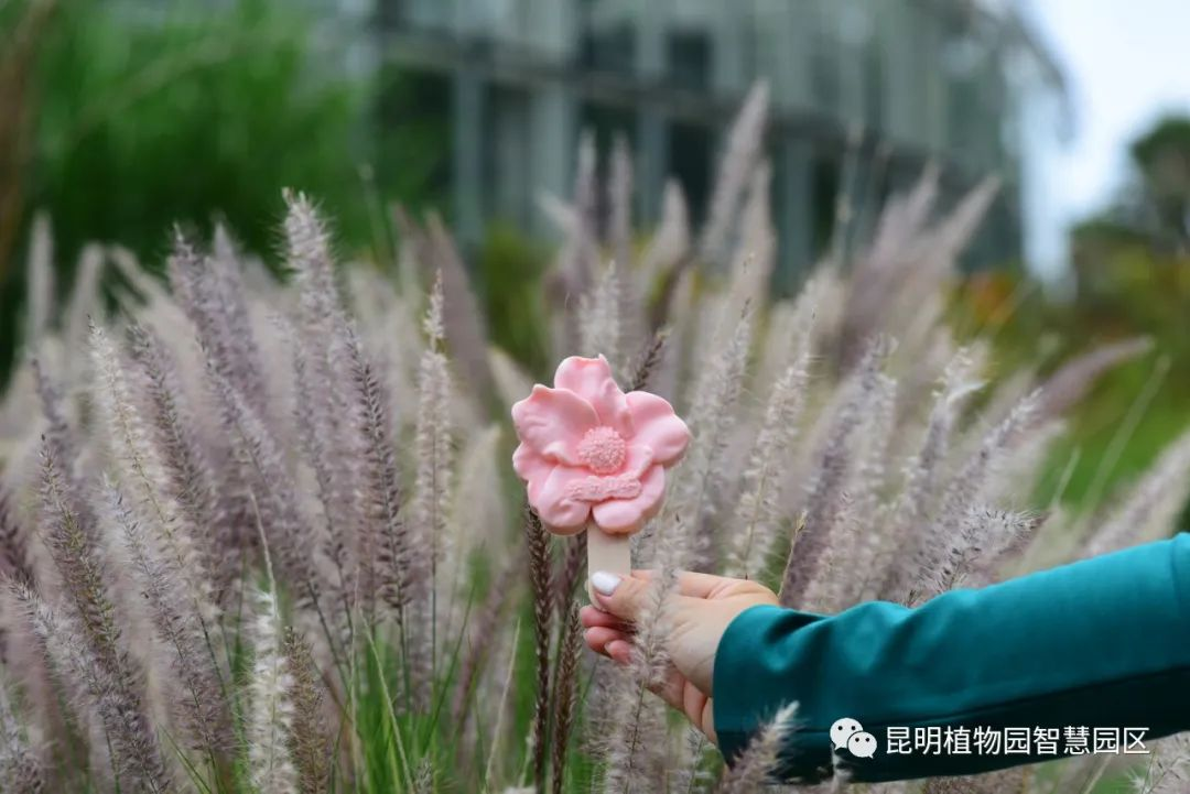微观盘龙