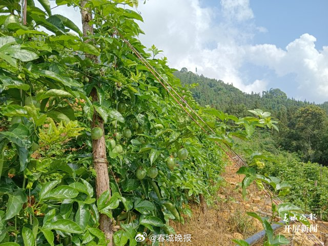 山水家园 甜蜜屏边 | 小小百香果开启农民增收致富新渠道