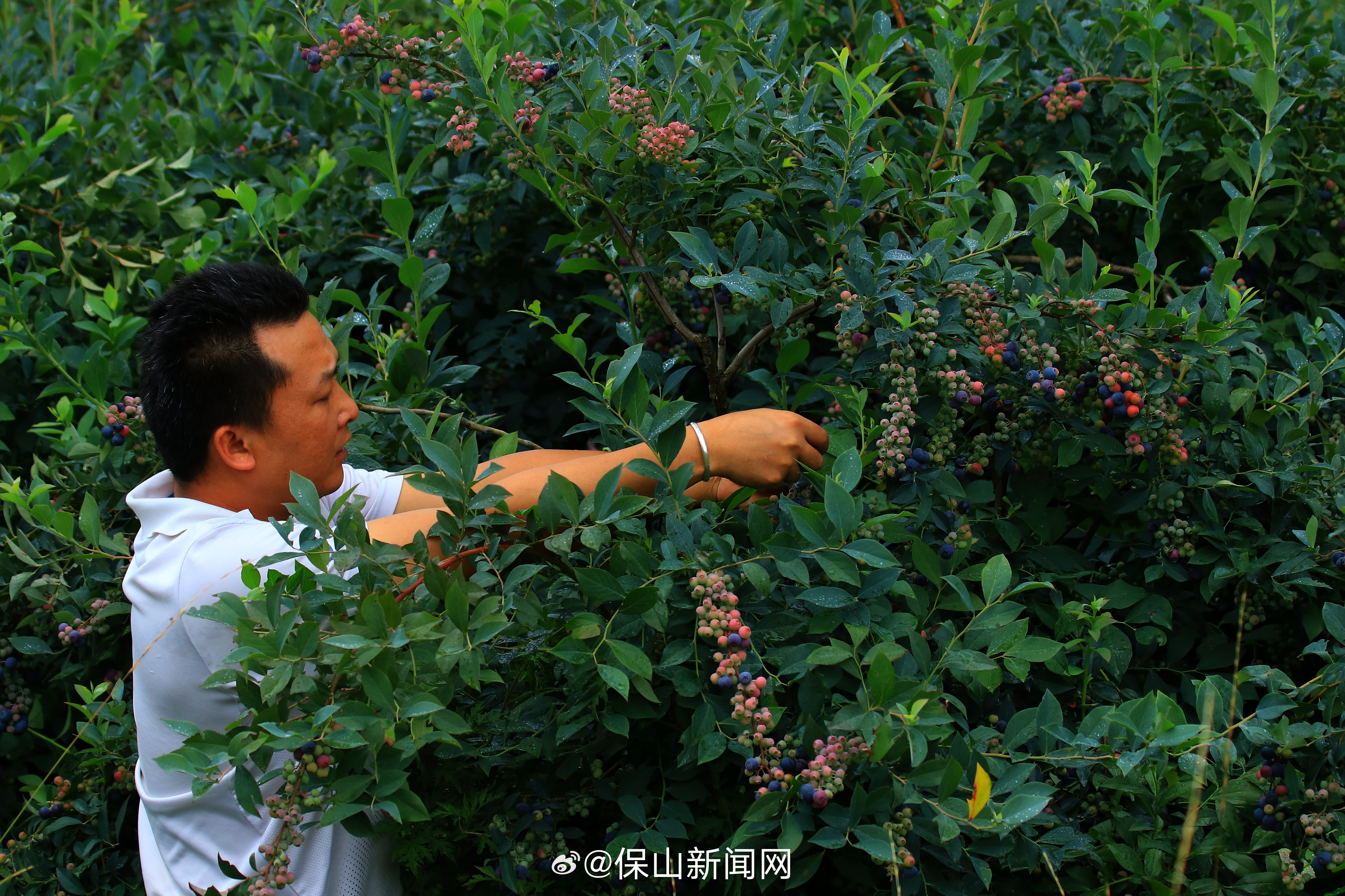 保山新闻网