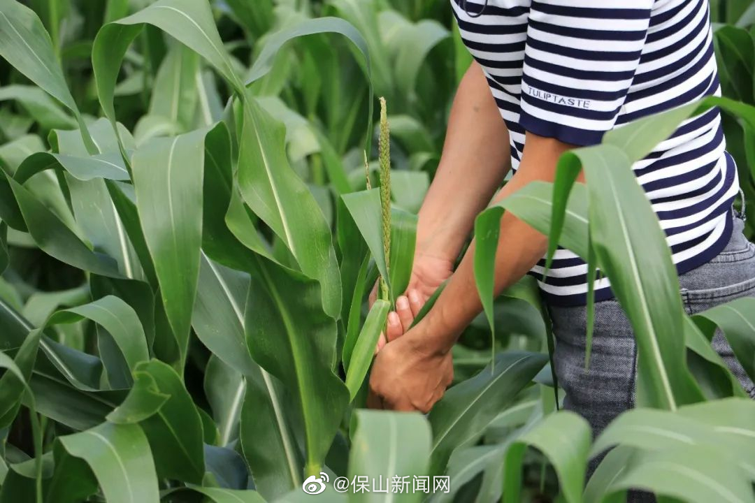 保山新闻网
