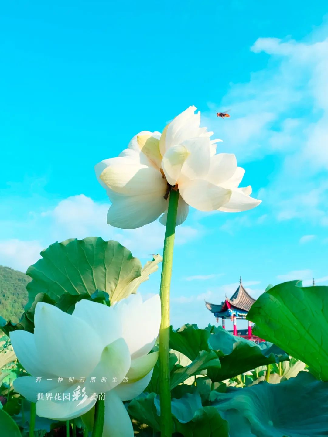 云南省文化和旅游厅