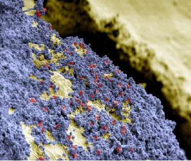 昆明医科大学附属口腔医院