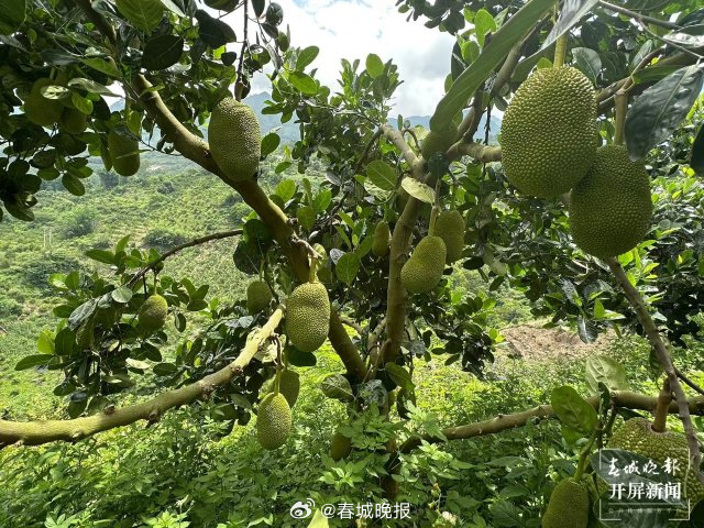 山水家园 甜蜜屏边 | 发挥热区优势，做优“一村一品”