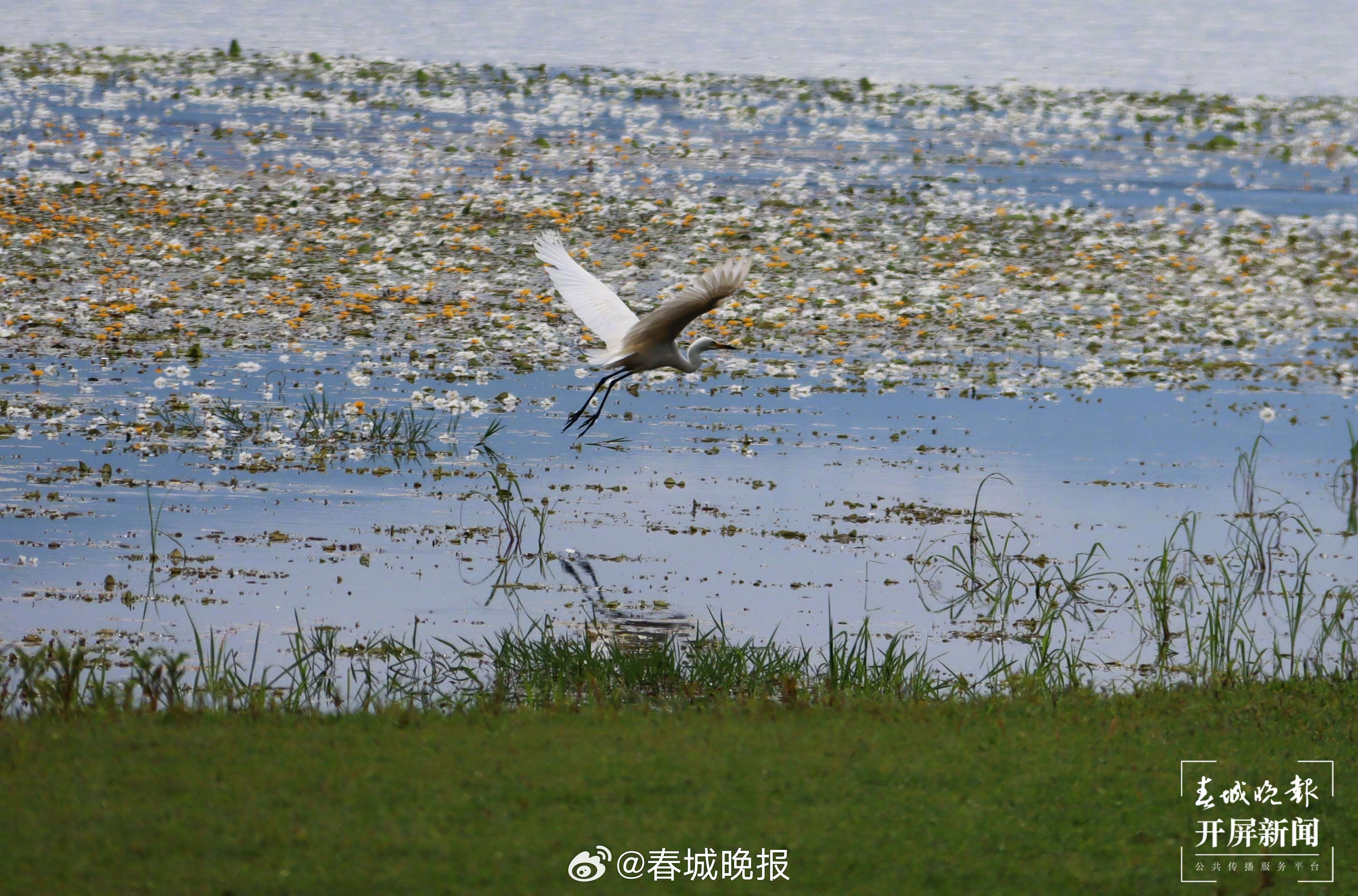 春城晚报