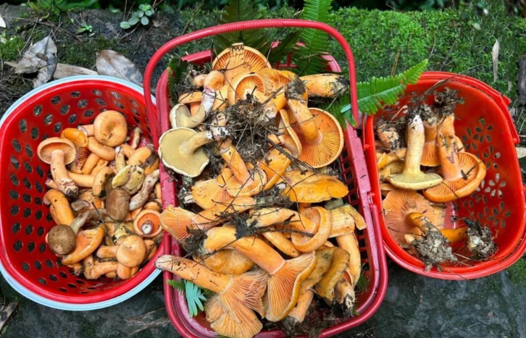 云南省文化和旅游厅