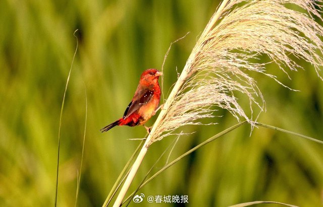 春城晚报