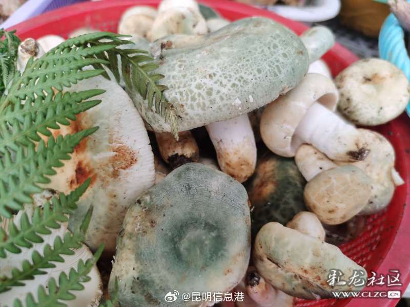 昆明信息港微博