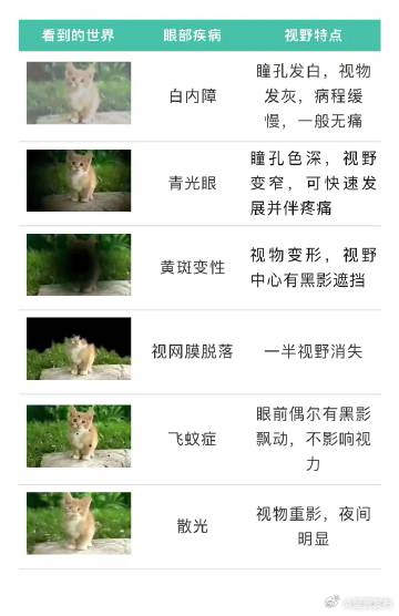叶黄素补过量有2个危害