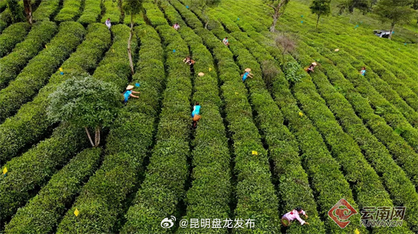 昆明盘龙发布