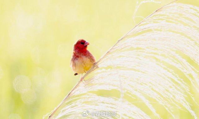 春城晚报