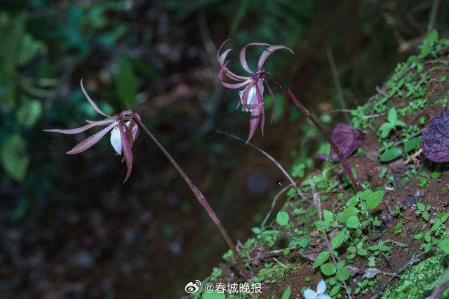 春城晚报