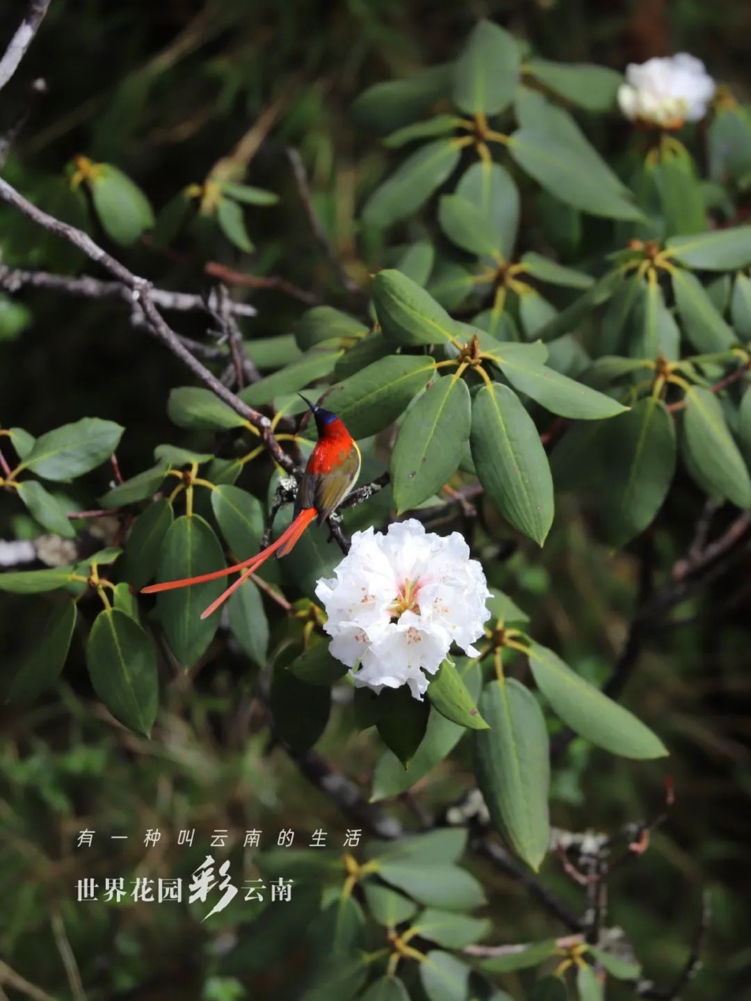 云南省文化和旅游厅