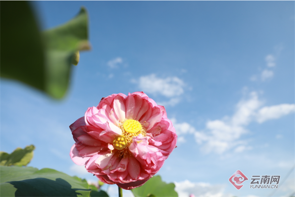 云南省文化和旅游厅