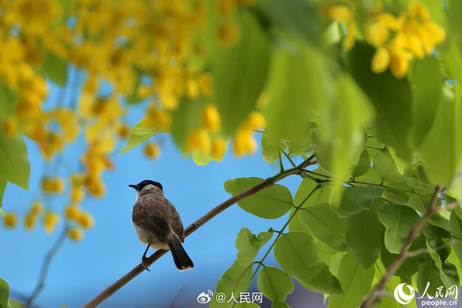 人民网