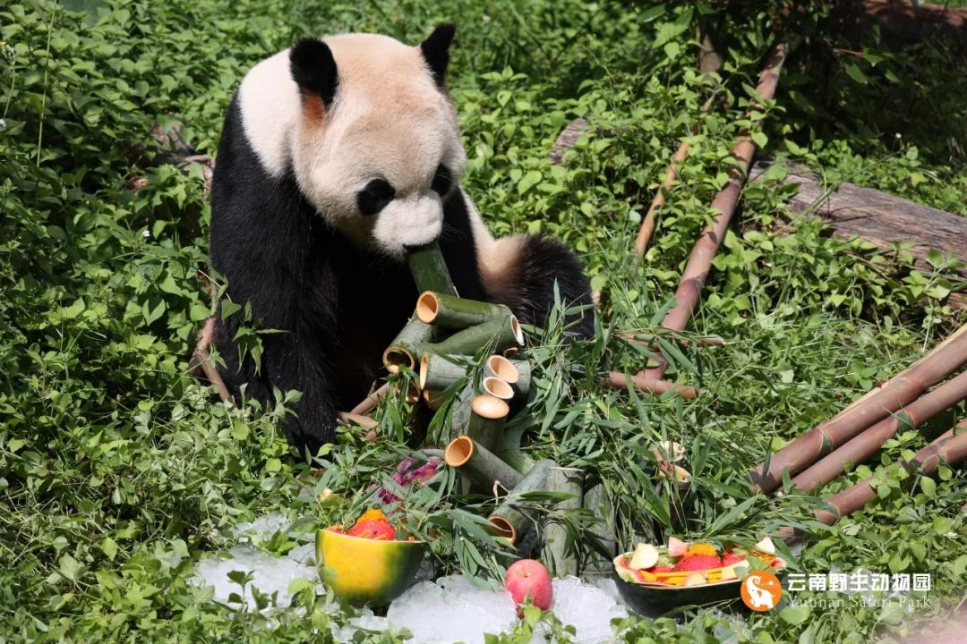 云南野生动物园