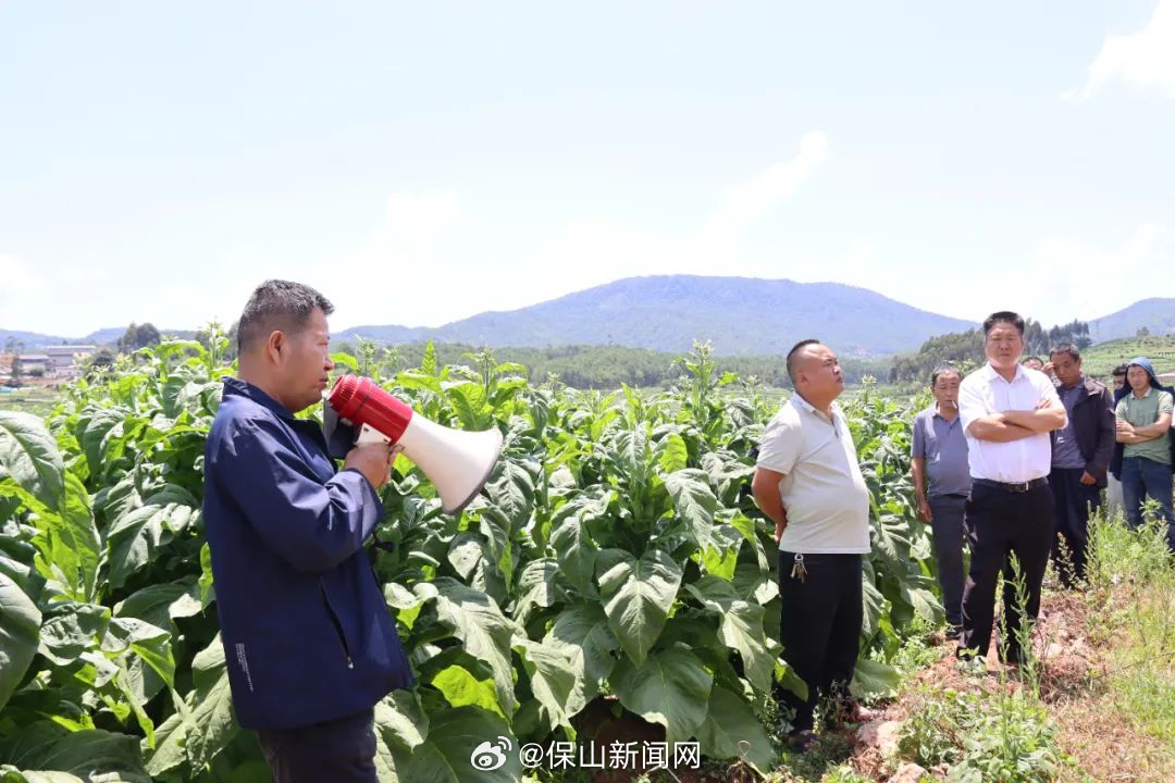 施甸烤烟中耕管理忙