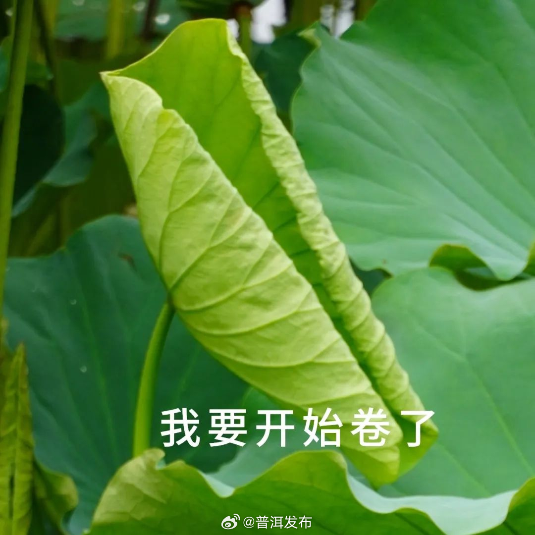 普洱发布