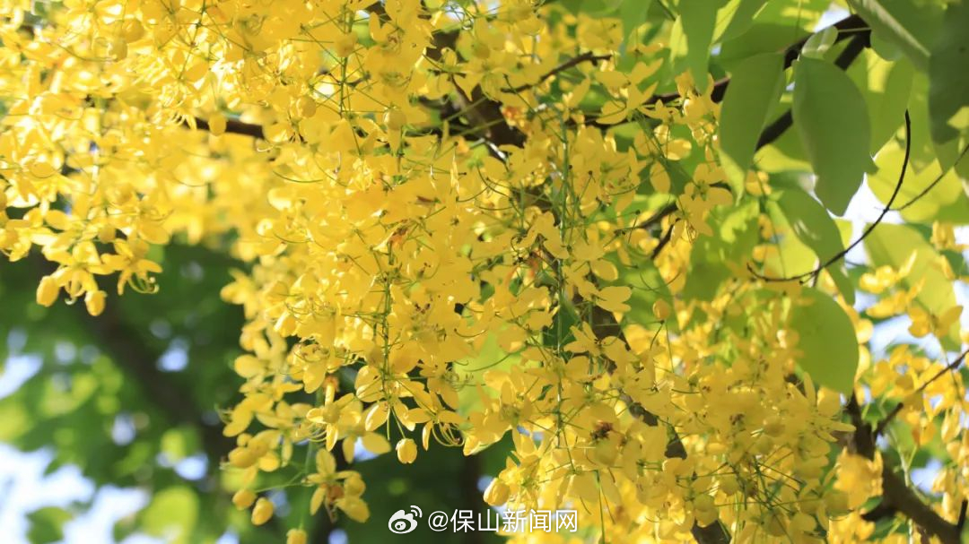 保山新闻网