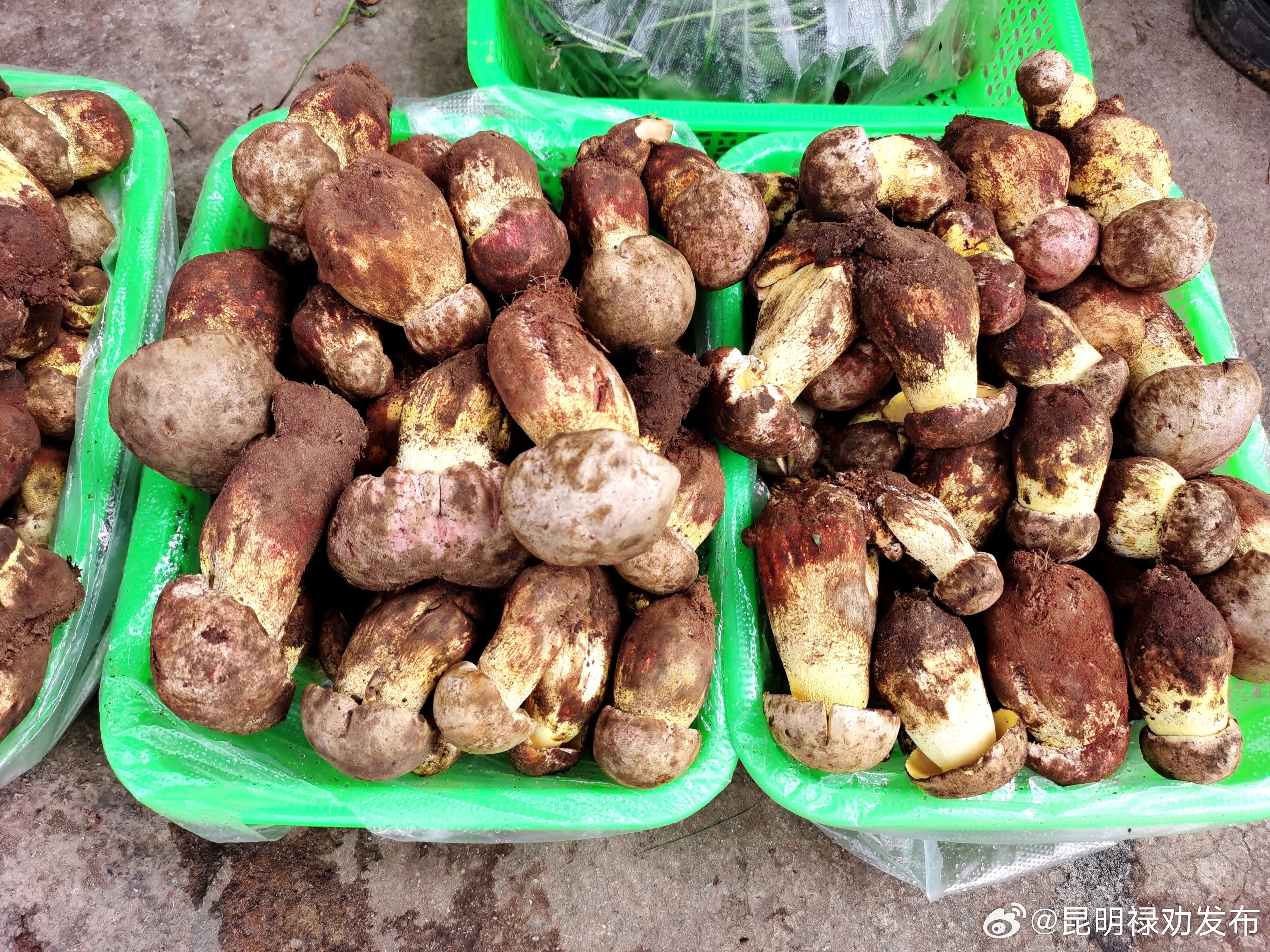 昆明禄劝发布