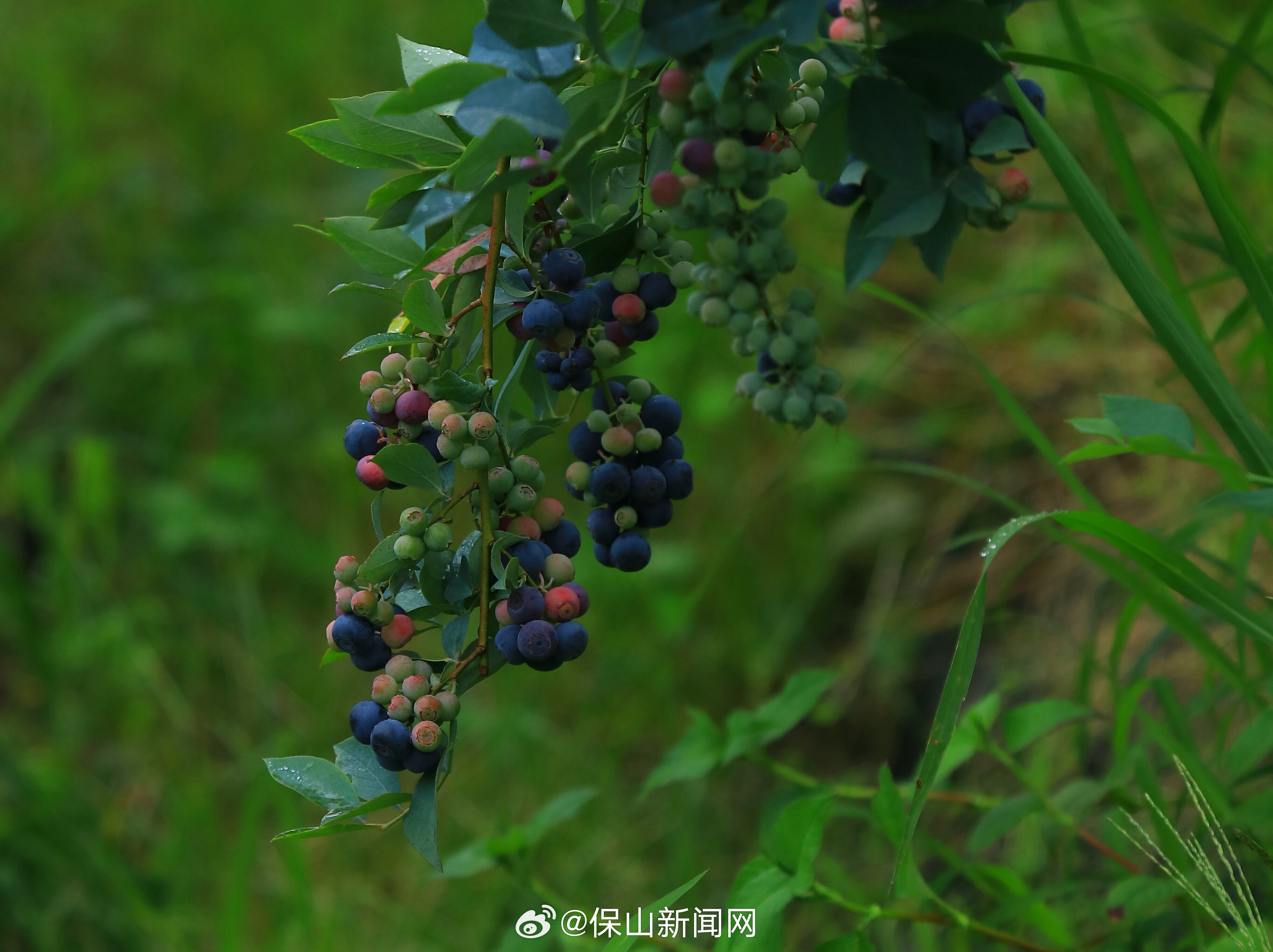保山新闻网