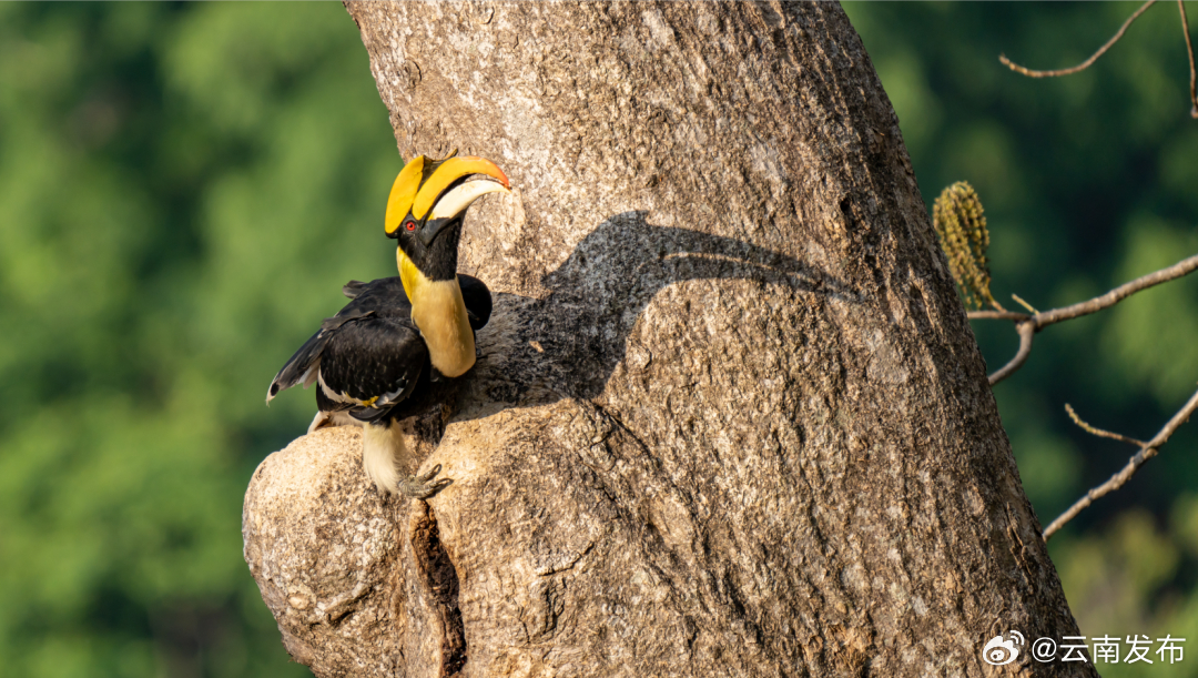 在德宏盈江与犀鸟来一场邂逅