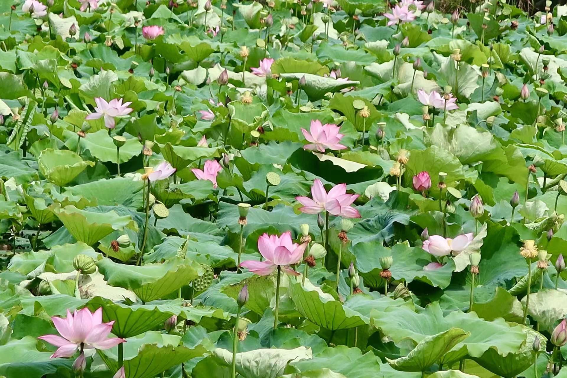 云南省文化和旅游厅