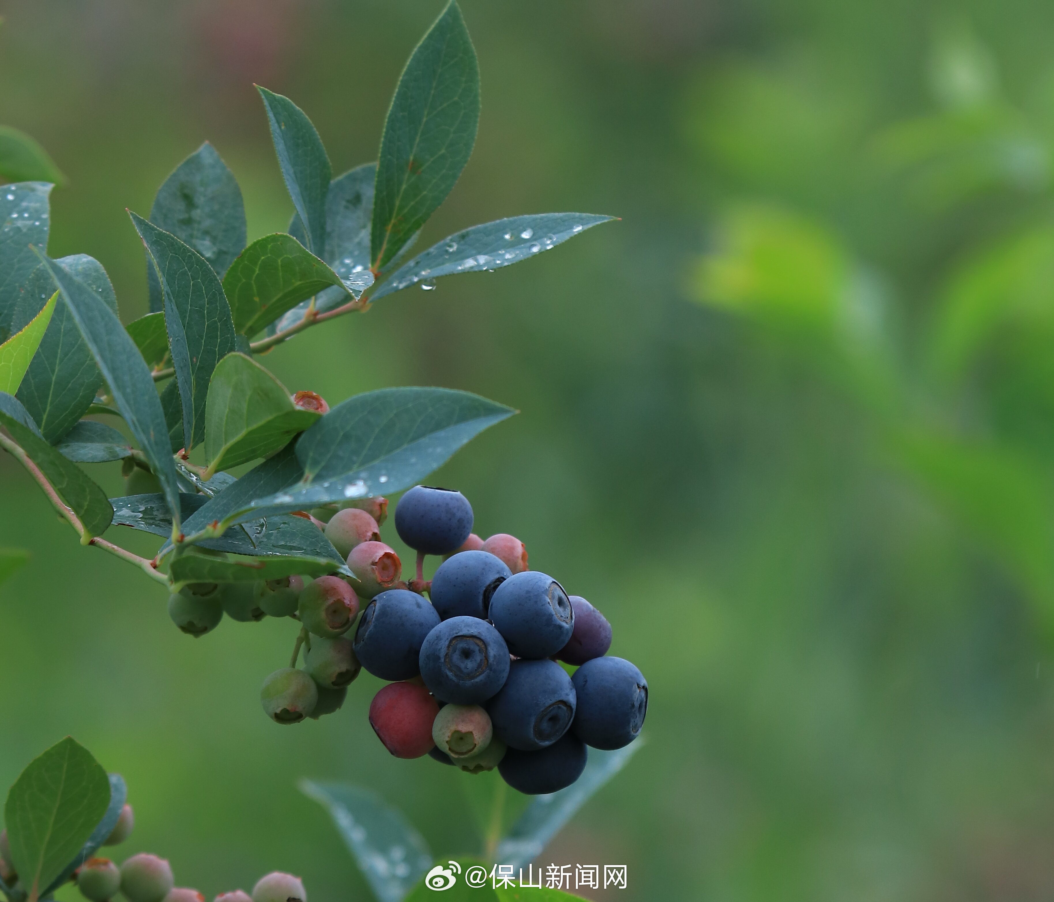 保山新闻网