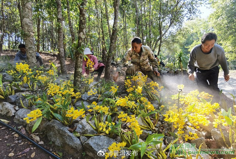 上半年普洱生物药种植面积达66.74万亩