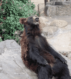 云南野生动物园