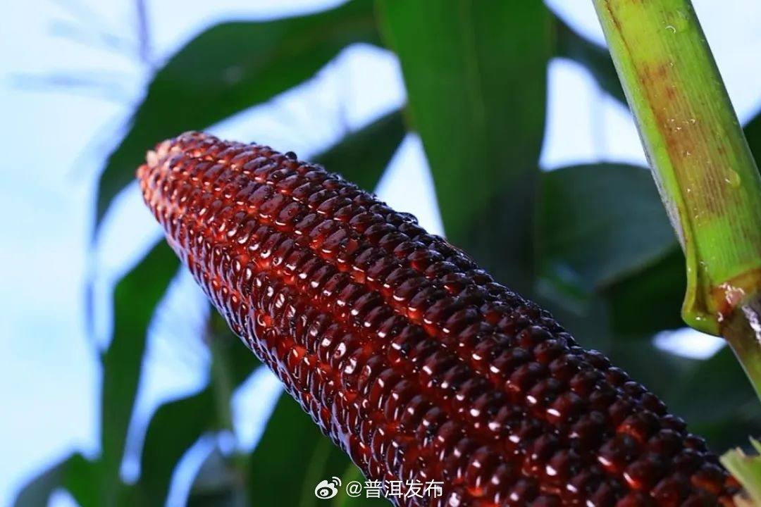 普洱发布