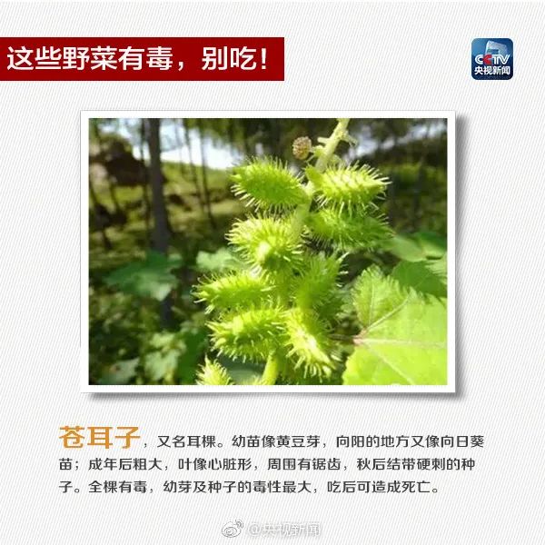 掌上春城微信