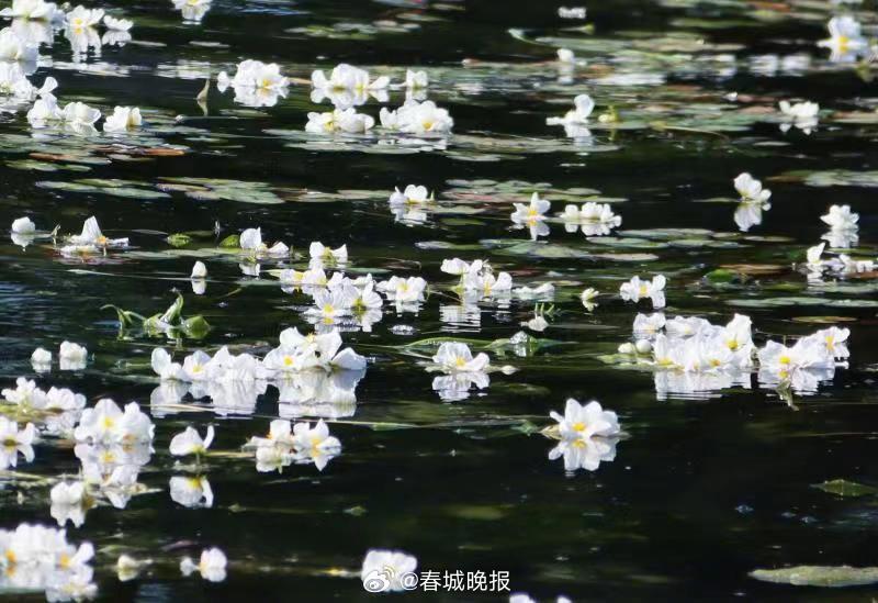 春城晚报