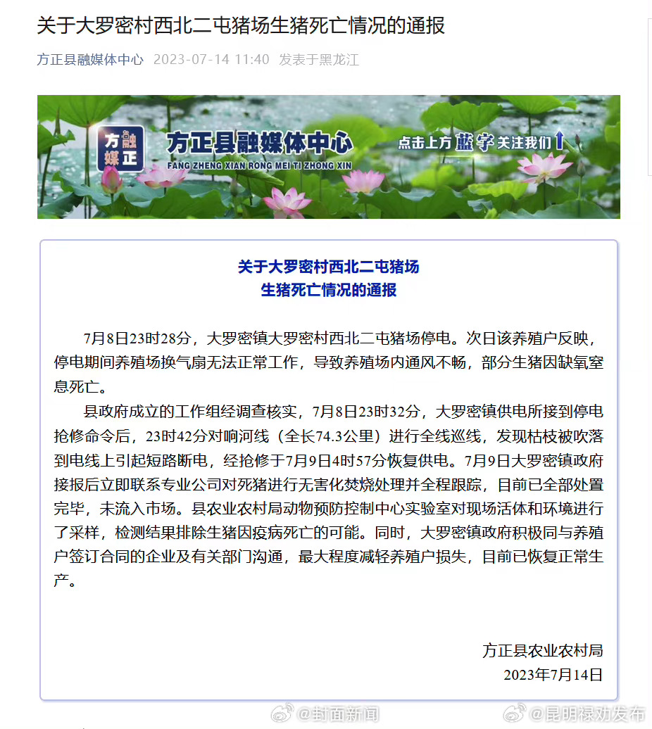官方通报断电致数百头猪热死：枯枝吹落电线致断电