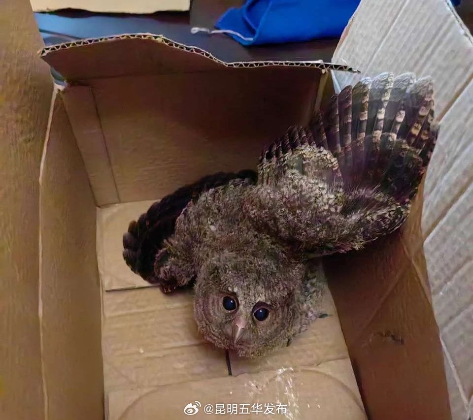 昆明五华发布