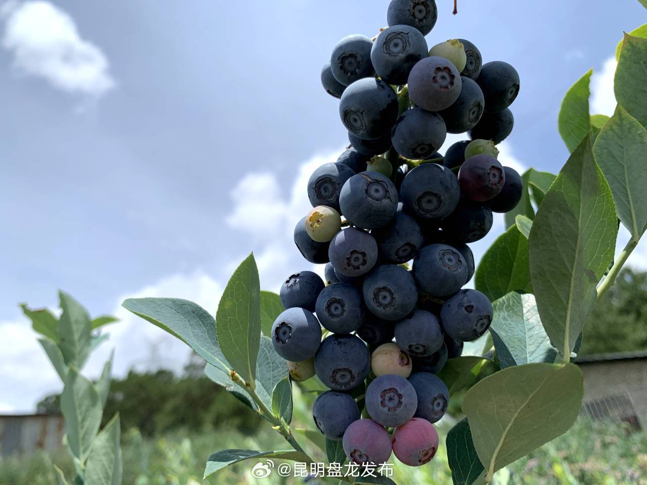 昆明盘龙发布