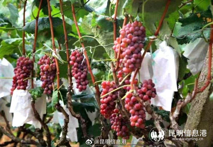 昆明信息港微博
