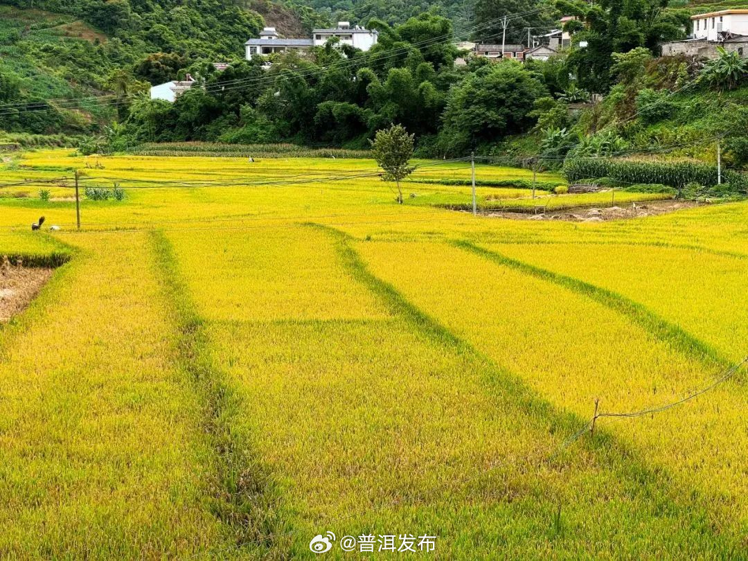 普洱发布